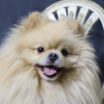 Mochi 111041124