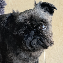 Mochi 75170626