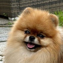 Tchoupi 58020724