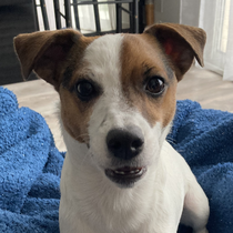 Bonnie 13040225