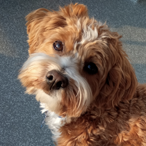 Coco 34070425