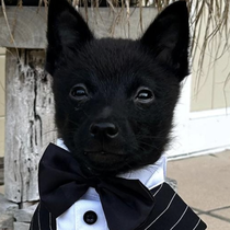 Bowie