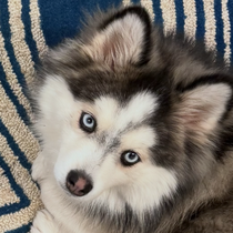 Loki 61180526