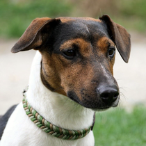 Cooper 26090226B