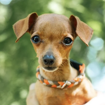 Pookie 123080126