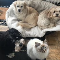 Hermine mit ihren drei Hundefreunden 