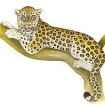 Leopard