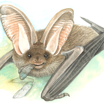 Fledermaus