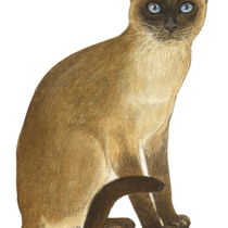 Siamkatze