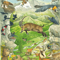 medizini-Wissensposter Alpen