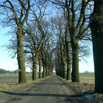 die Eichenallee von Großenhagen nach Lüttkenhagen