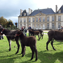 et plus loin des ânes, oui des ânes