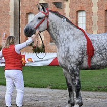 Là un très gentil percheron,