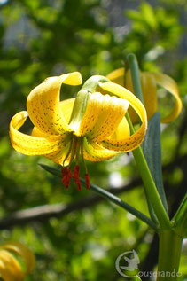 Flore remarquable Pyrénées Ariège Couserans Observation faune et flore des Pyrénées