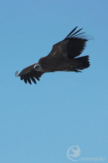 Rapaces emblématiques Pyrénées Ariège Observation faune et flore des Pyrénées Couserans