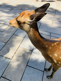 奈良公園,東大阪,河内小阪,不動産,住家,すみか,sumika,おうちの専門家