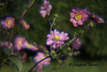 Cosmea, Schmuckkörbchen Blüten.