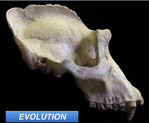 Sagittal Crests: Not Just For Mastication Anymore