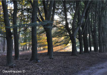 Zon door de bomen