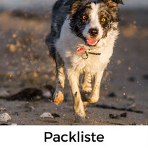 Packliste für den Urlaub mit Hund in der Normandie