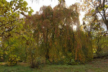 Bäume