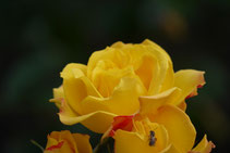 Gartenblumen