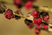 Baumblüte