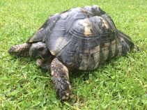 Breitrandschildkröte