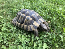 Maurische Landschildkröte