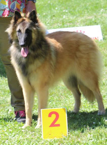 Vaïa des Loups de la Tiarde