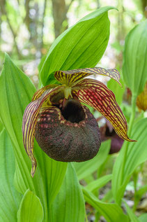 Cypripedium tibeticum