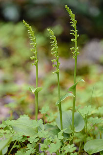 Grünstendel (Gennaria diphylla)