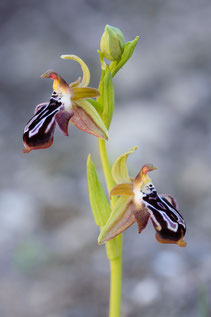 Ariadne-Ragwurz (Ophrys cretica ssp. ariadnae)