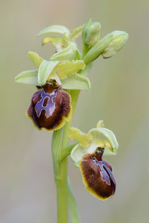 Ophrys sphegodes "classica"