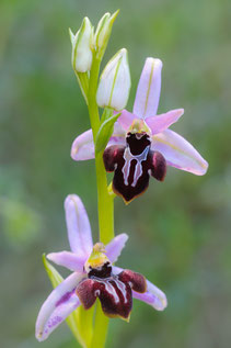 Amanus-Ragwurz (Ophrys amanensis)