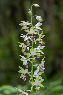 Calanthe brevicornu