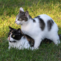 two cats sitting on the gras