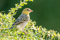 Birds, Vögel in Namibia