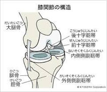 骨と靭帯の構造