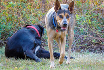 Chiens sociabilisés