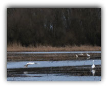 Vogel Hot Spot am Weideweg