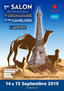DromaCity, passion dromadaire et désert !