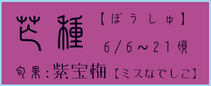 芒種【ぼうしゅ】：紫宝梅