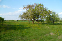 Garten im Frühjahr