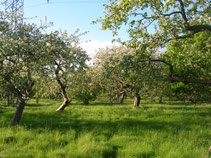 Streuobstwiese im Frühjahr