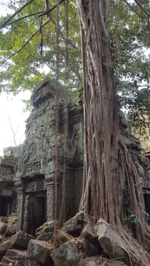In Ankor Wat, Cambodja