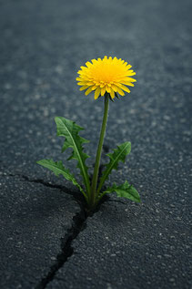 Kriesenbewältigung durch Resilienz