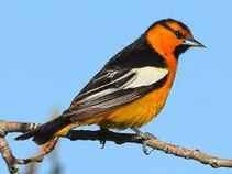 ORIOLE est l'autre nom du loriot