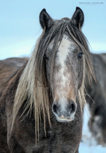 Wildpferde von Livno