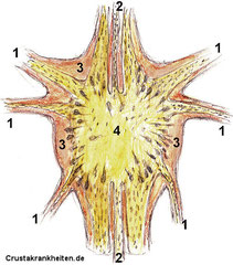 Aufbau eines Nervenknotens (Ganglion): 1. Nerven 2. Mittelnerv 3. Neurolemma 4. Ganglienzellen (schwarz) mit neurophilem Gewebe (gelb)  